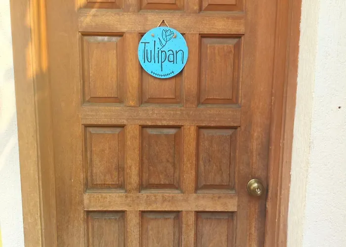 Tulipan